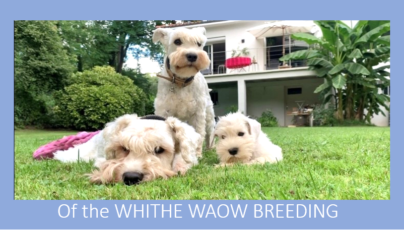Of The White Waow Breeding